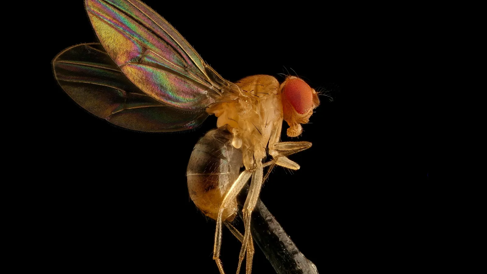 A small fruit fly on a black background