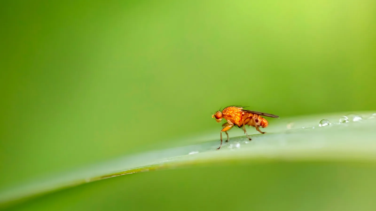 A small fruit fly on a green leaf
