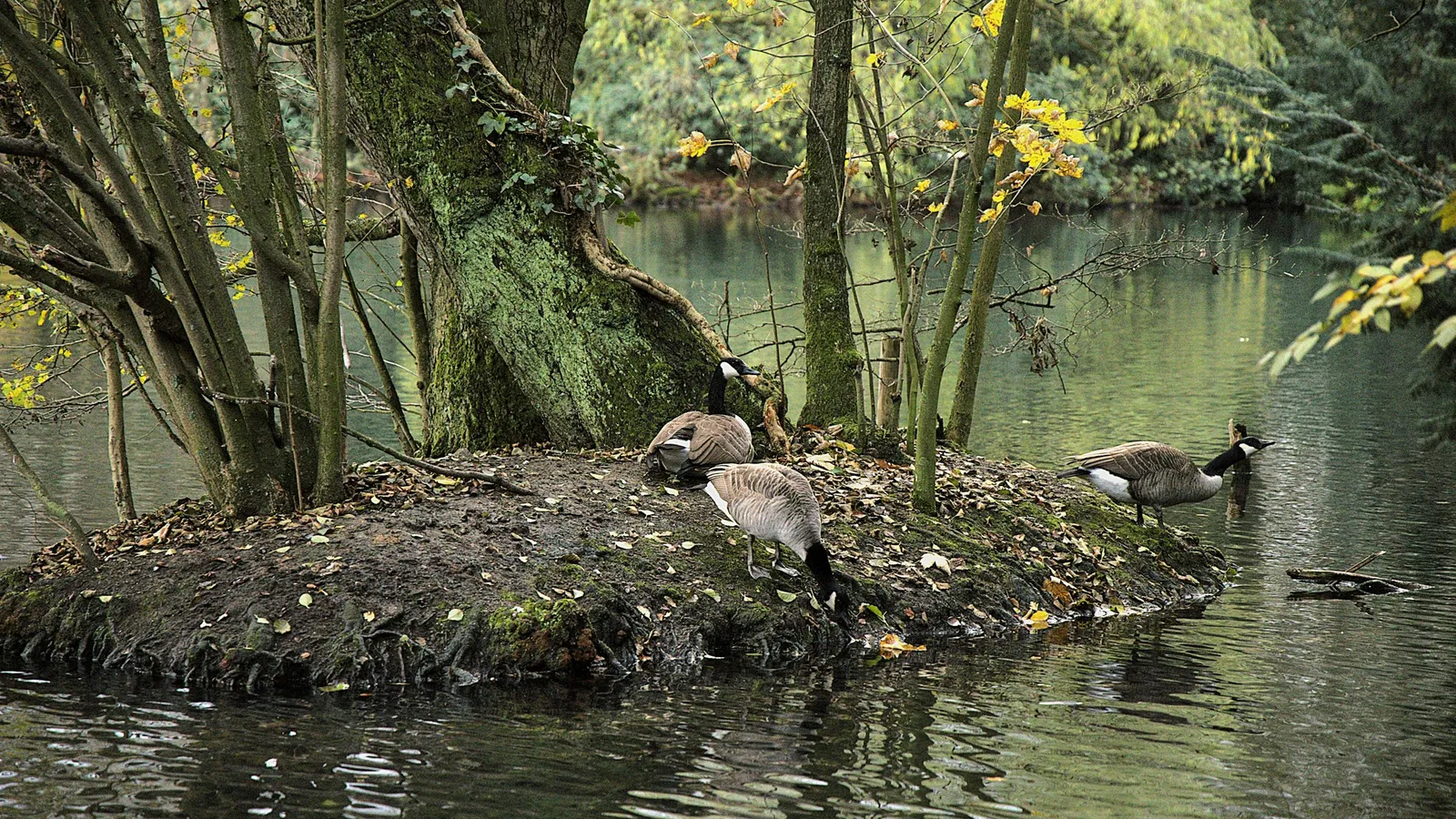 A small island in a woodland pond