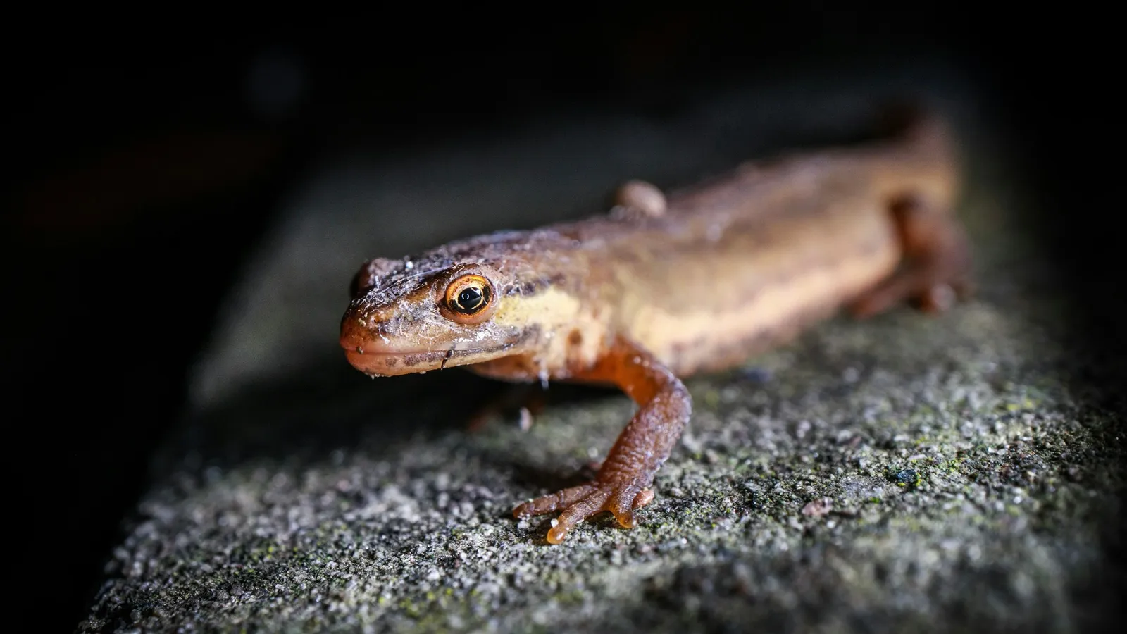 A small newt resting on a dark rock