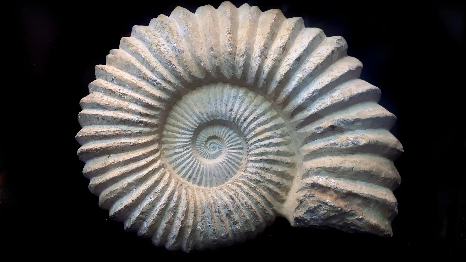A spiral ammonite shell lit against black