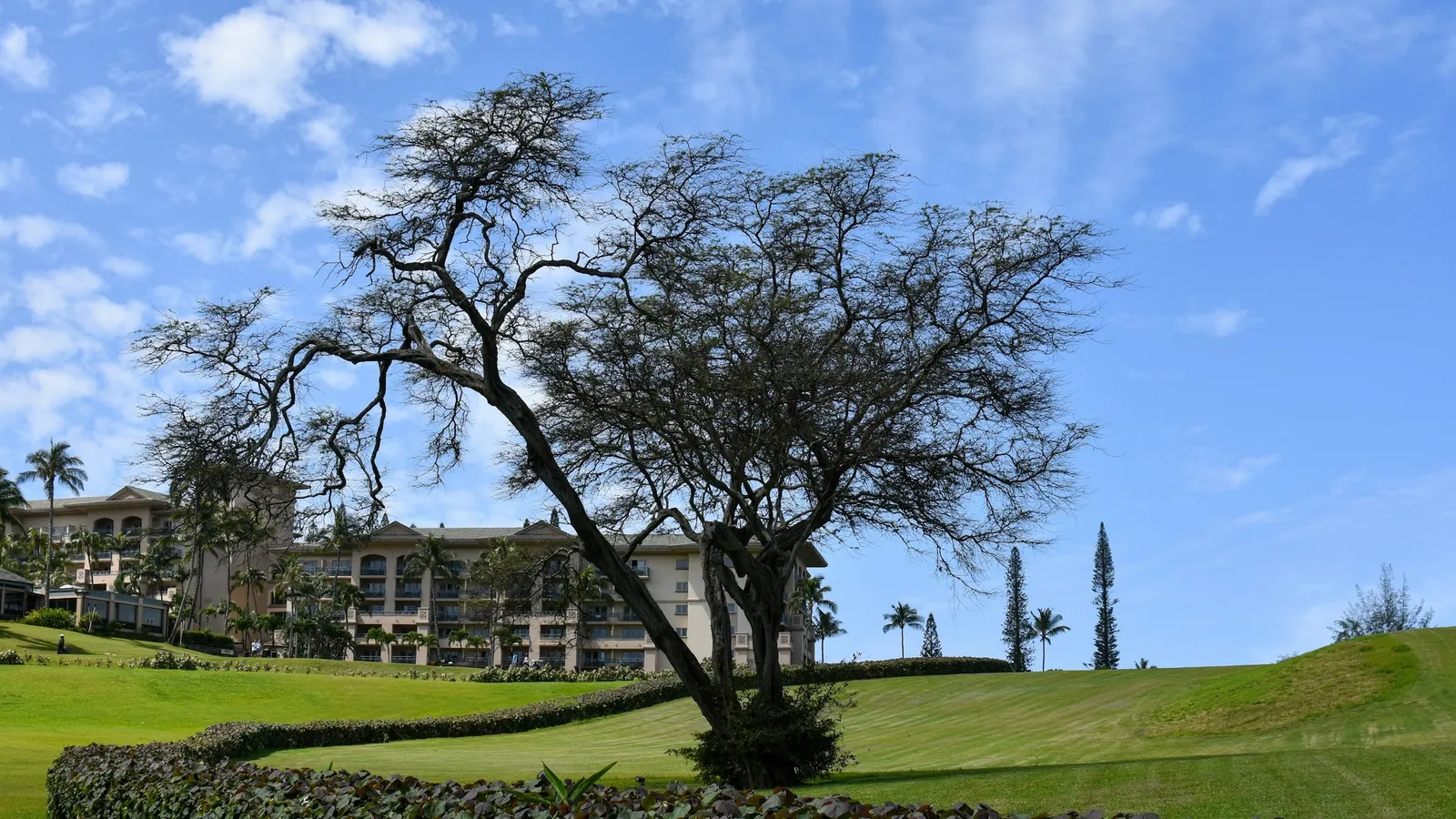 A spreading tree on a green lawn under a blue Hawaiian sky