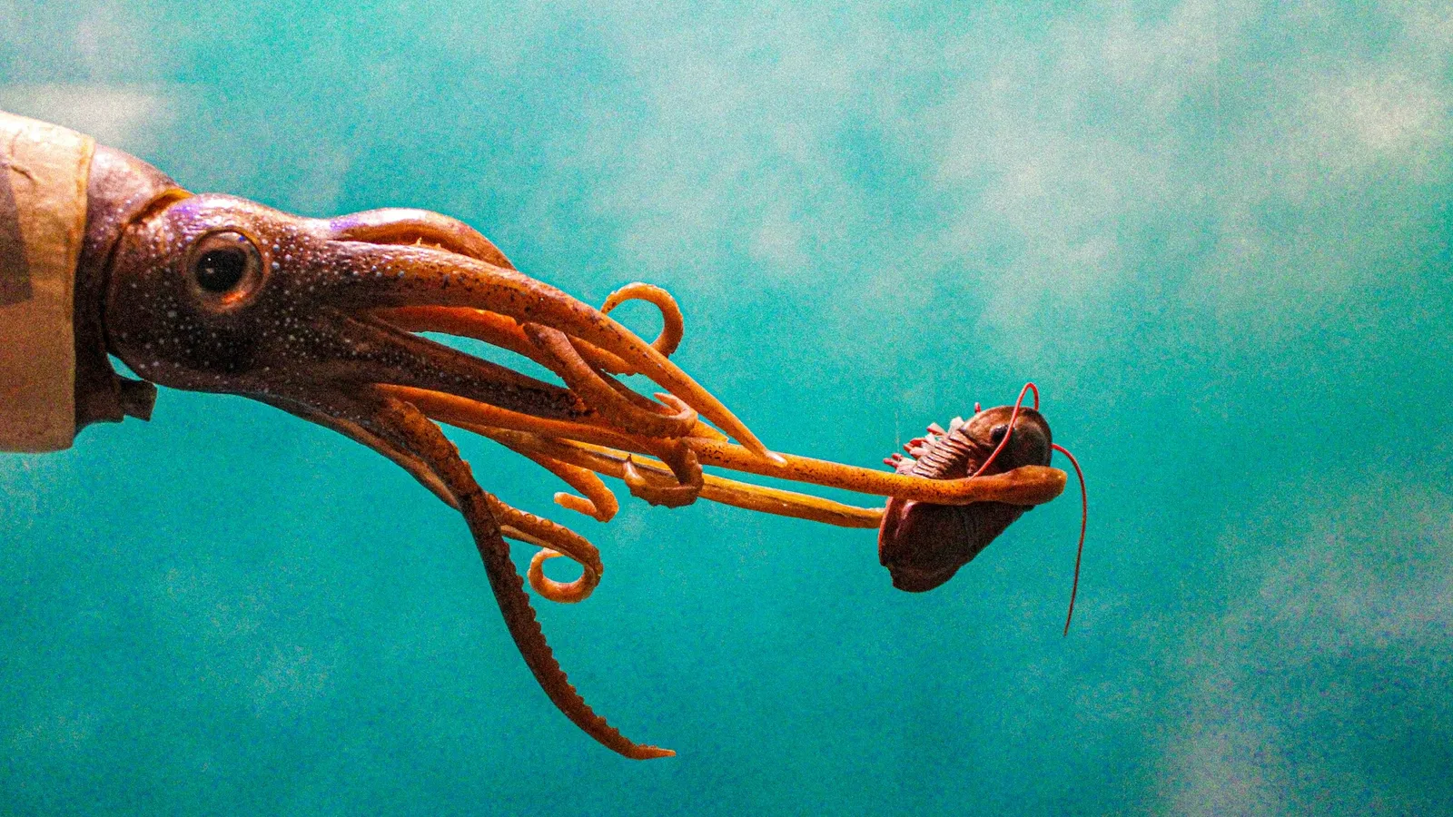 A squid swimming in clear blue water