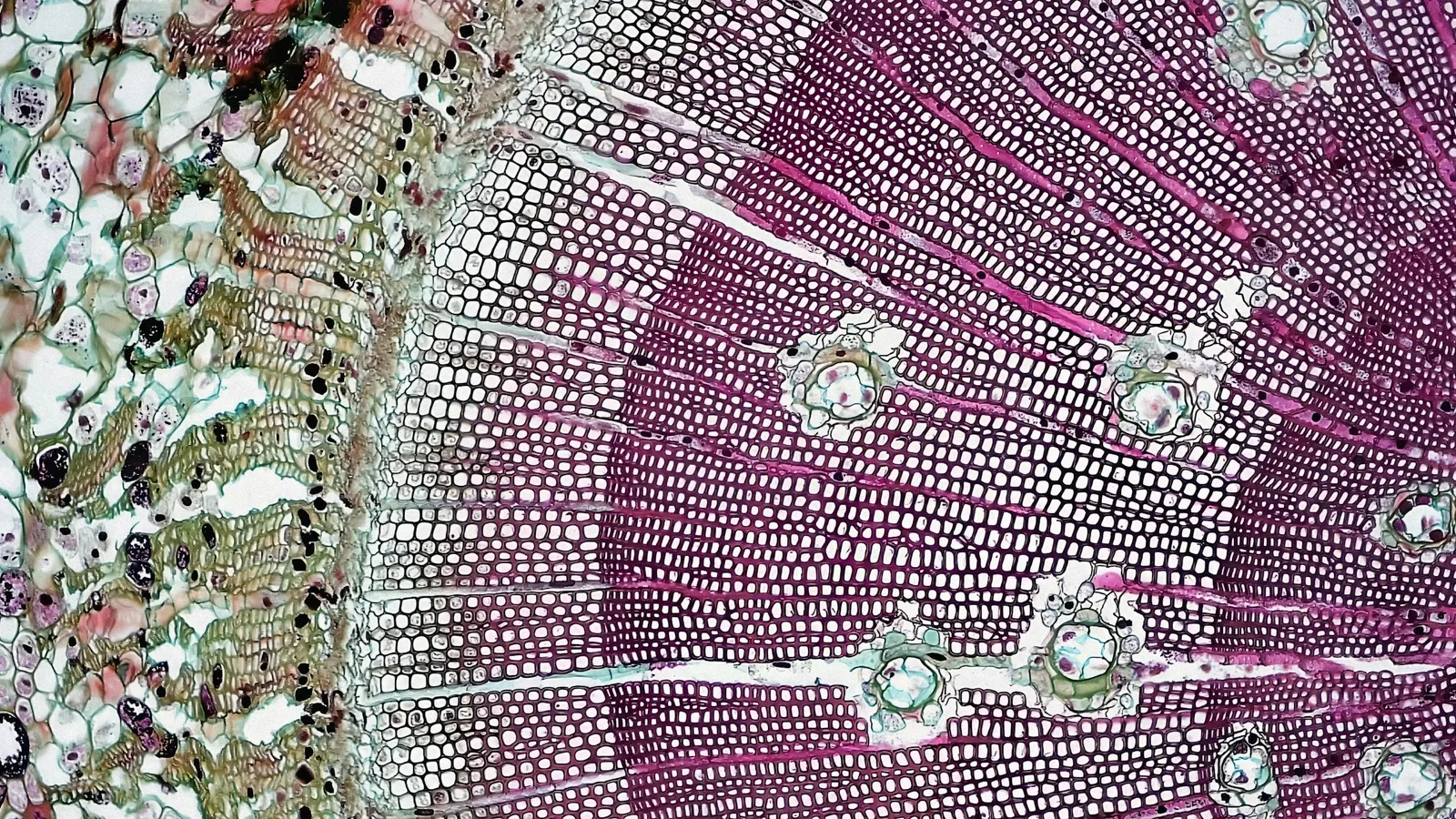 A stained cross-section of plant tissue under a microscope
