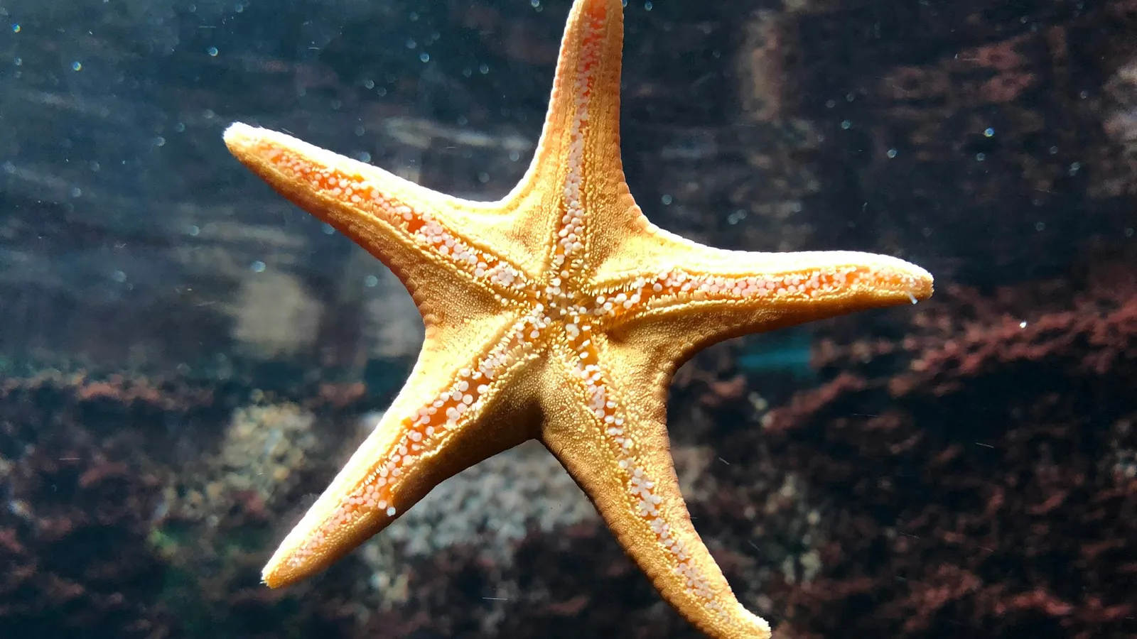 A starfish resting on a dark seabed