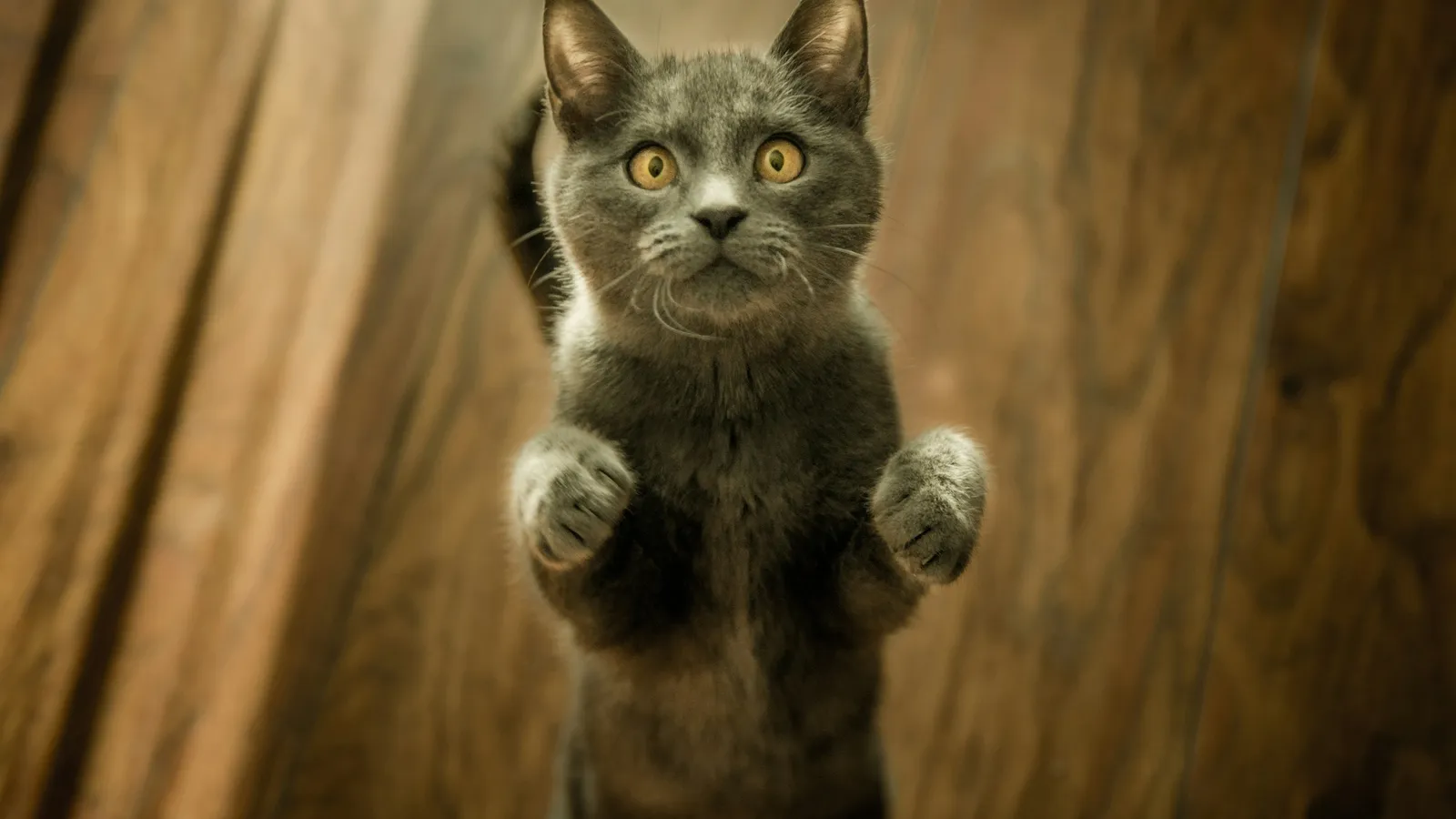 A startled cat standing up on its hind legs