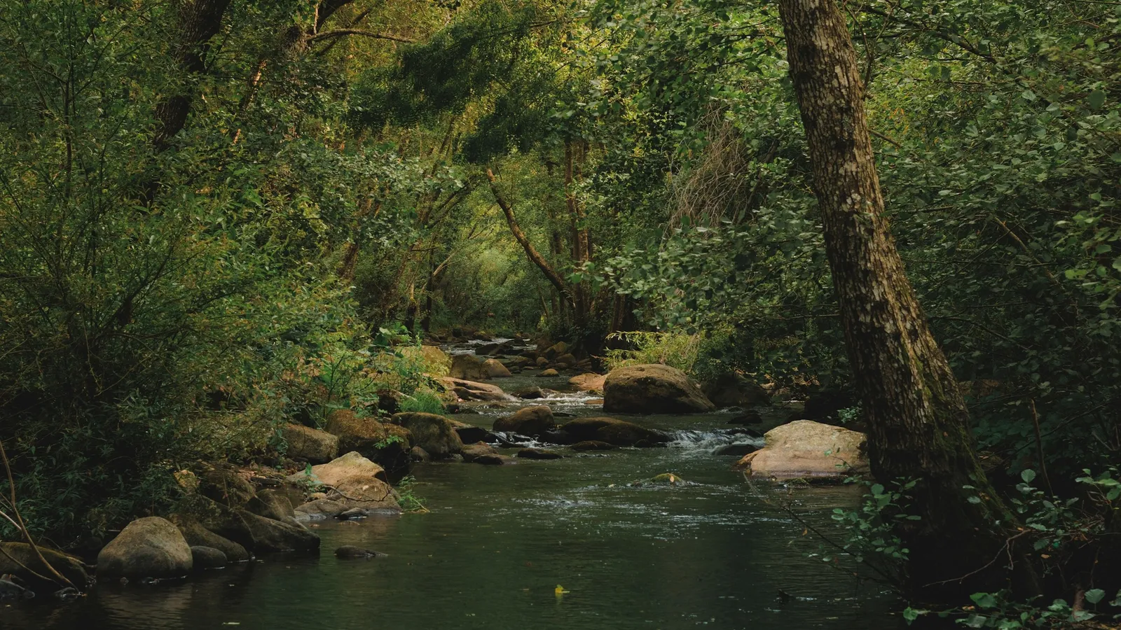 A stream running through a green forest with mossy rocks