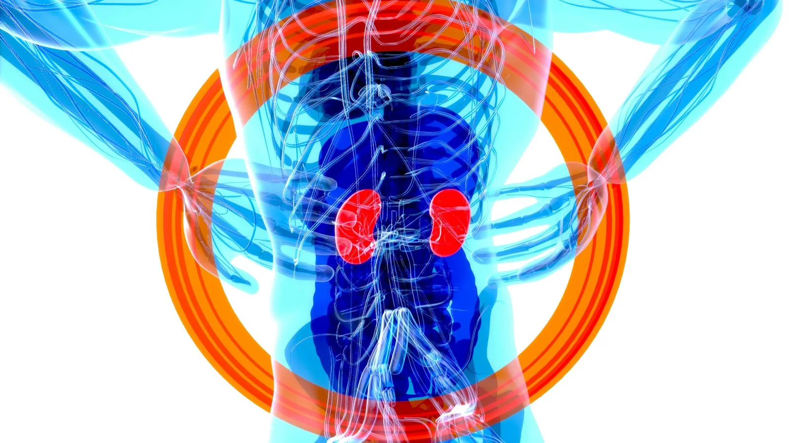 A stylised illustration of the human body with organs highlighted