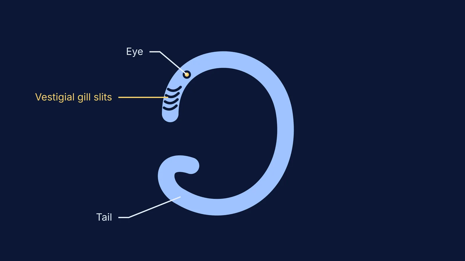A stylised vertebrate embryo showing vestigial gill slits, an eye and a tail.