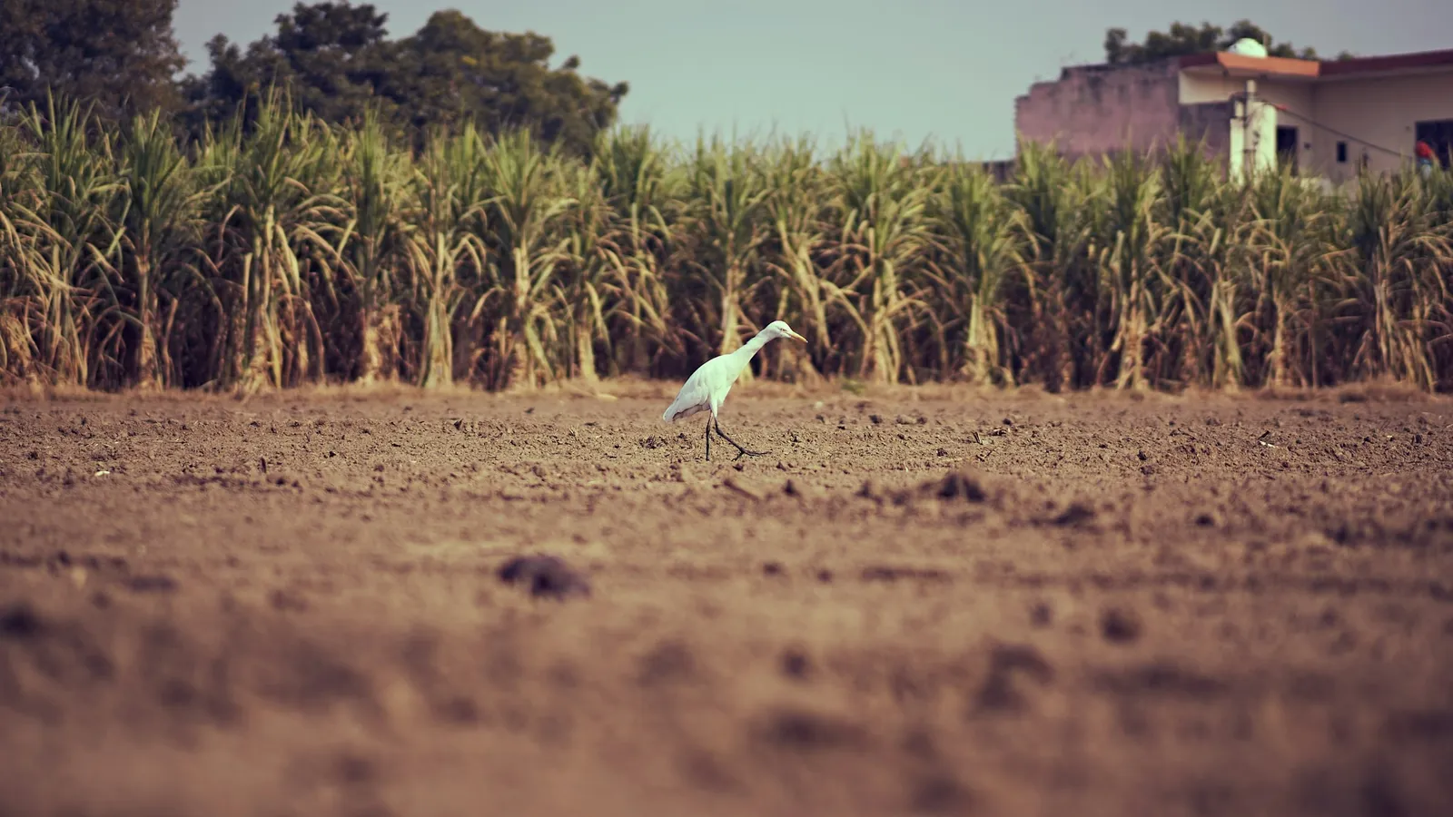 A sugarcane field with an egret standing on ploughed soil in front