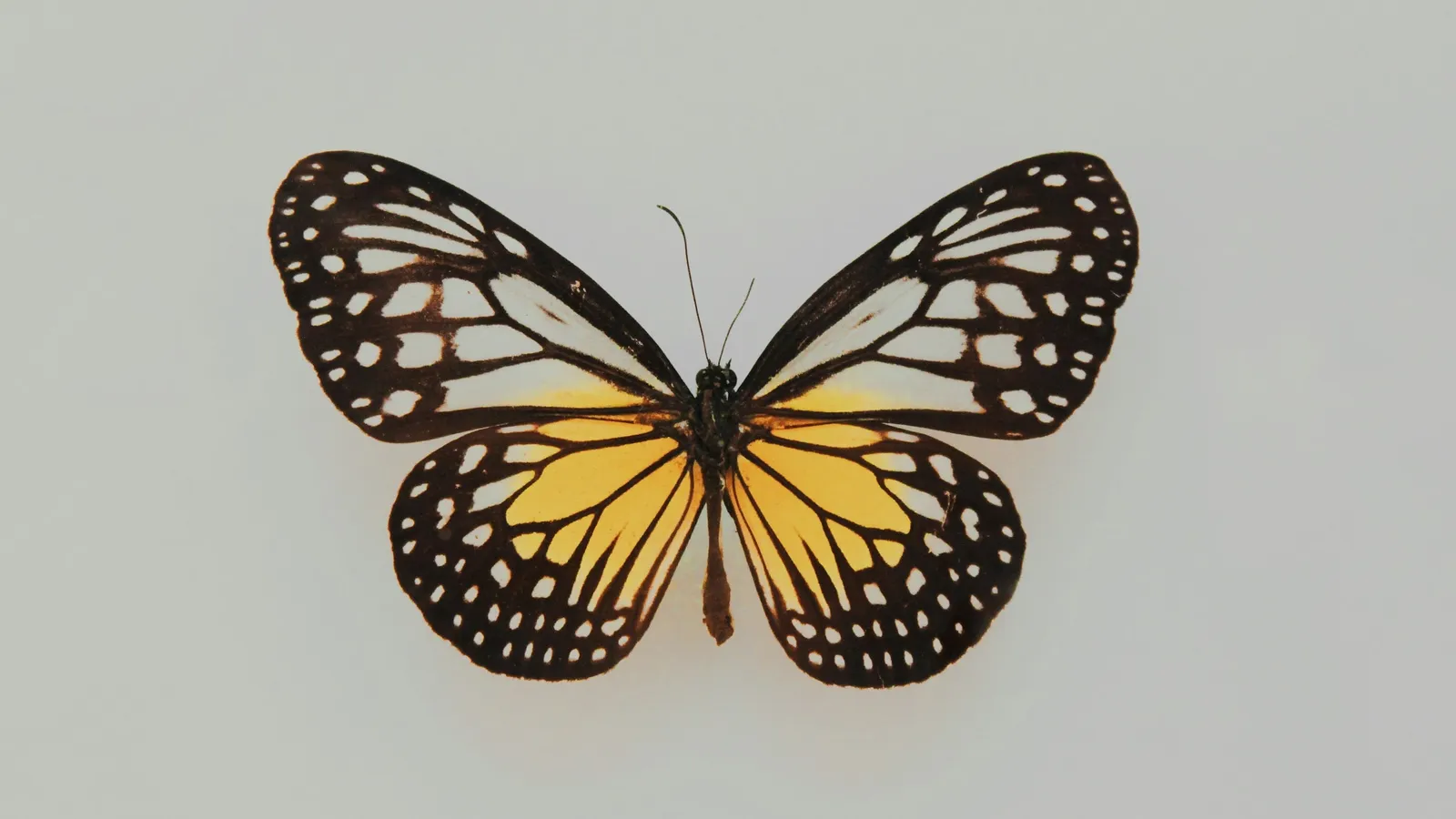 A symmetric butterfly with patterned wings on grey