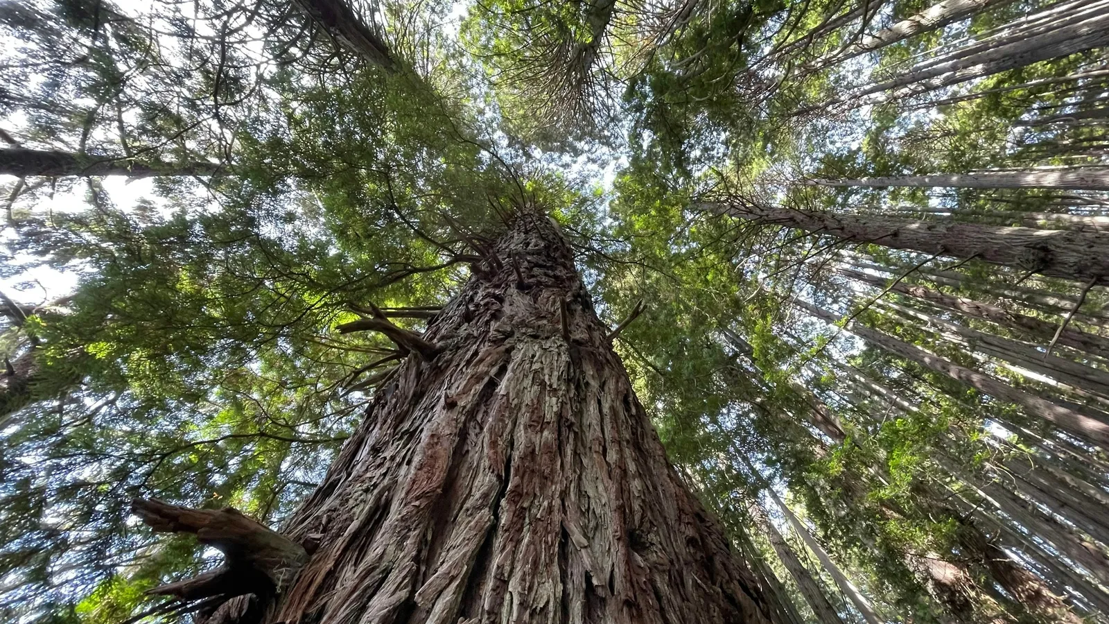 A tall redwood trunk seen from the ground