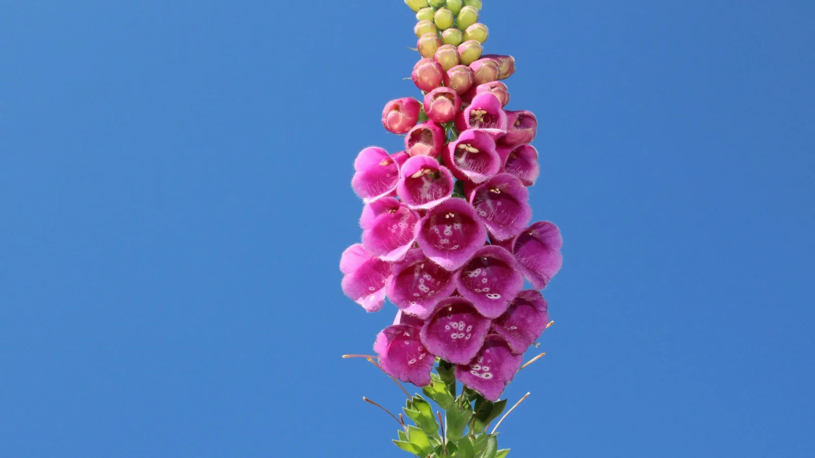 A tall spike of pink foxglove flowers against blue sky