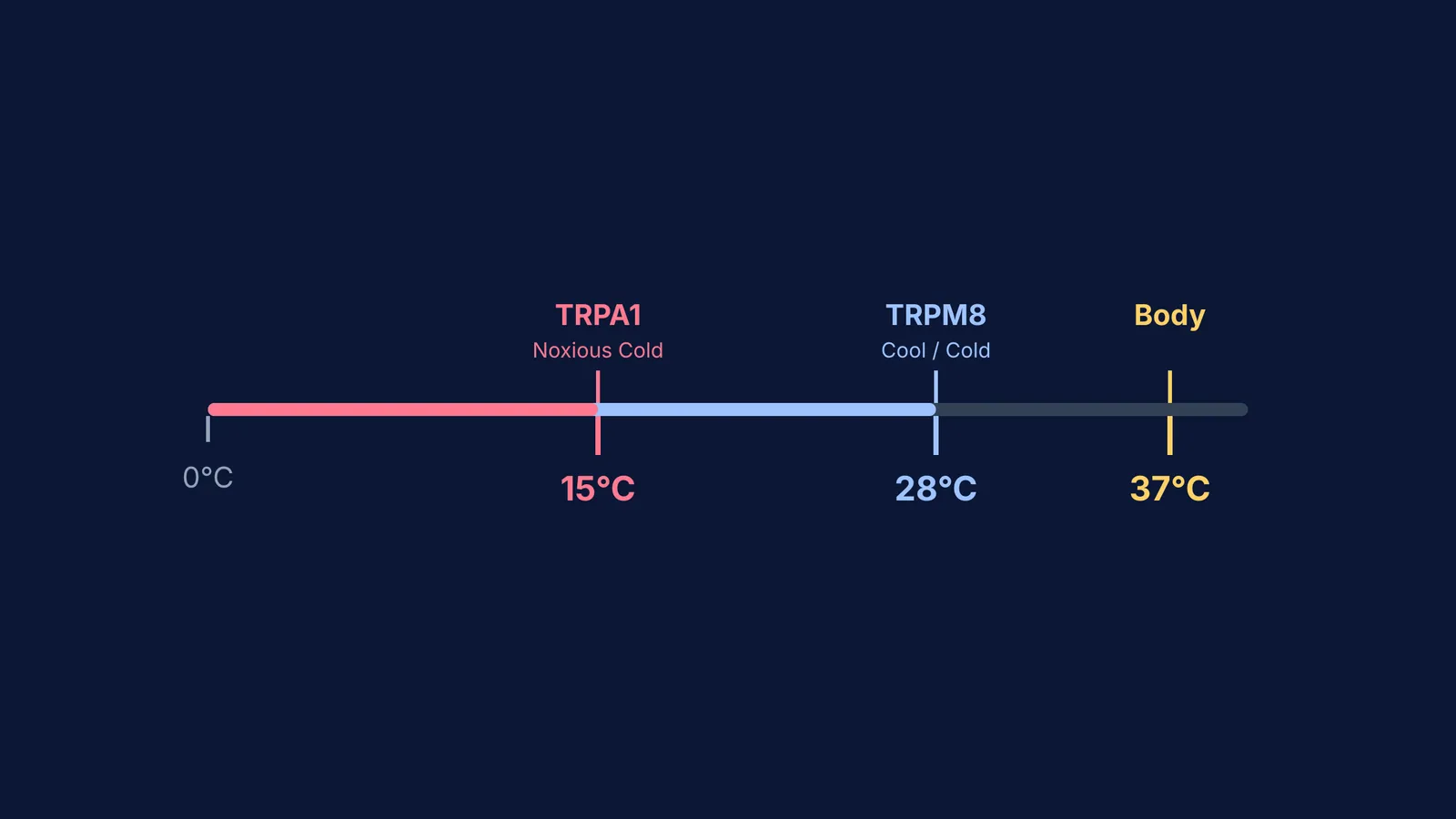 A temperature bar showing TRPM8 firing at 28°C and TRPA1 firing at 15°C