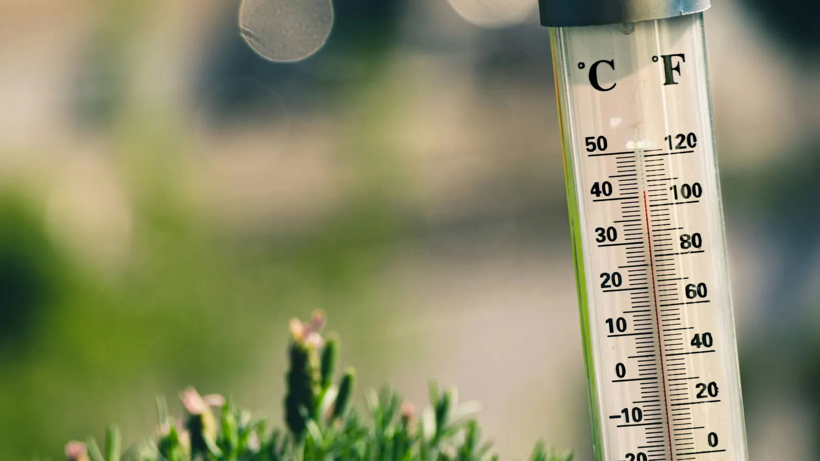 A thermometer mounted outdoors among green plants