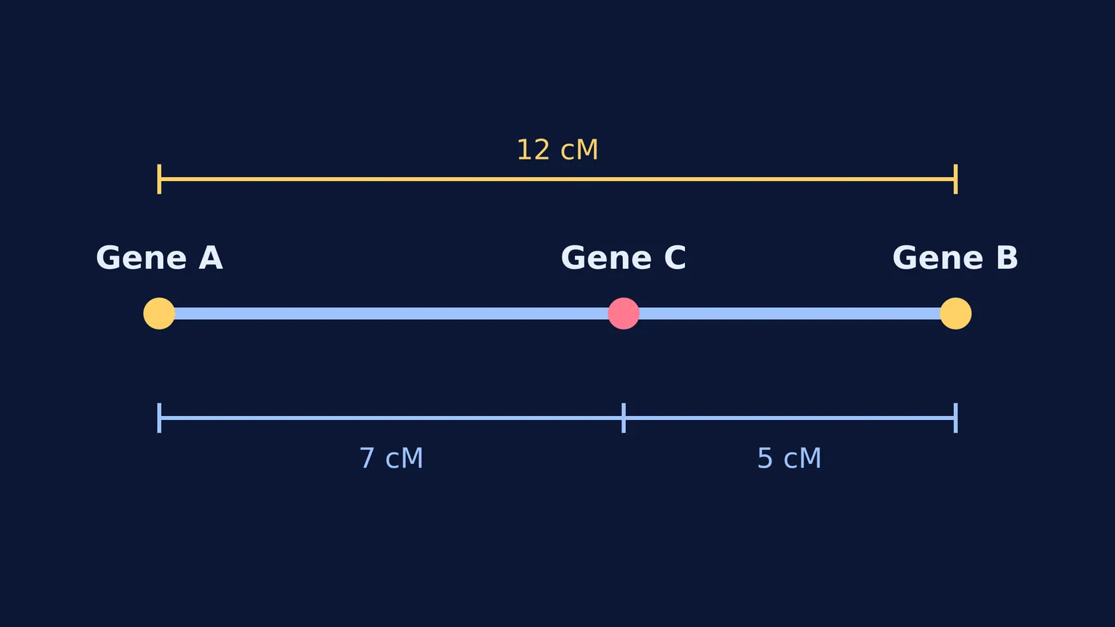 A three-point gene map with Gene A and Gene B on the ends, and Gene C in the middle.