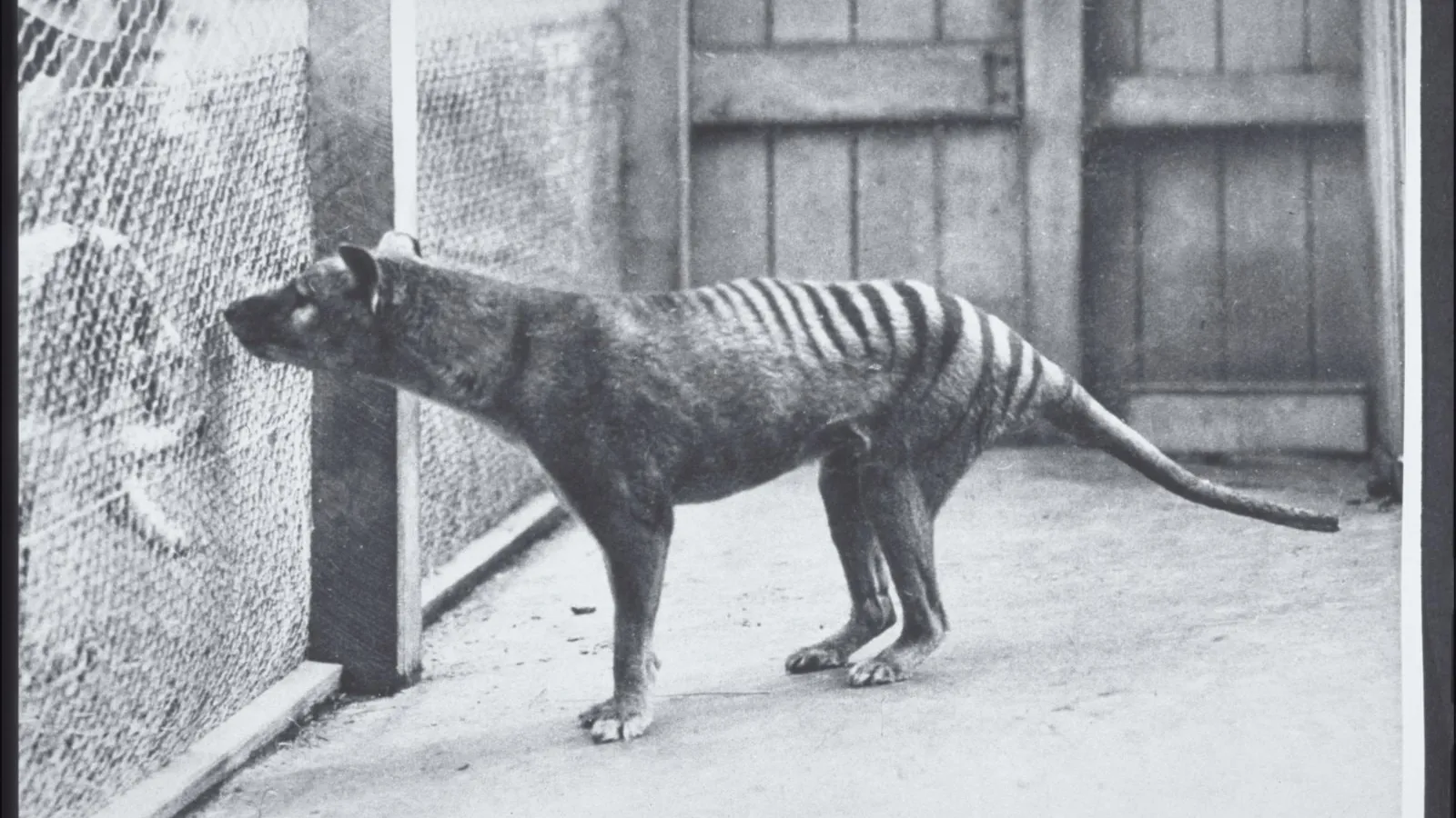 A thylacine standing in its enclosure at Hobart Zoo