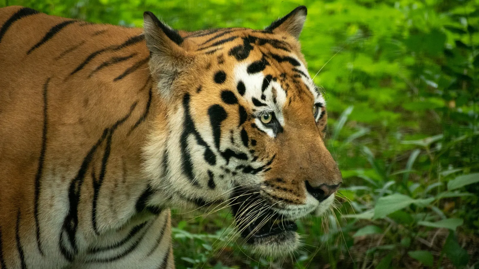 A tiger walking through dense green forest foliage