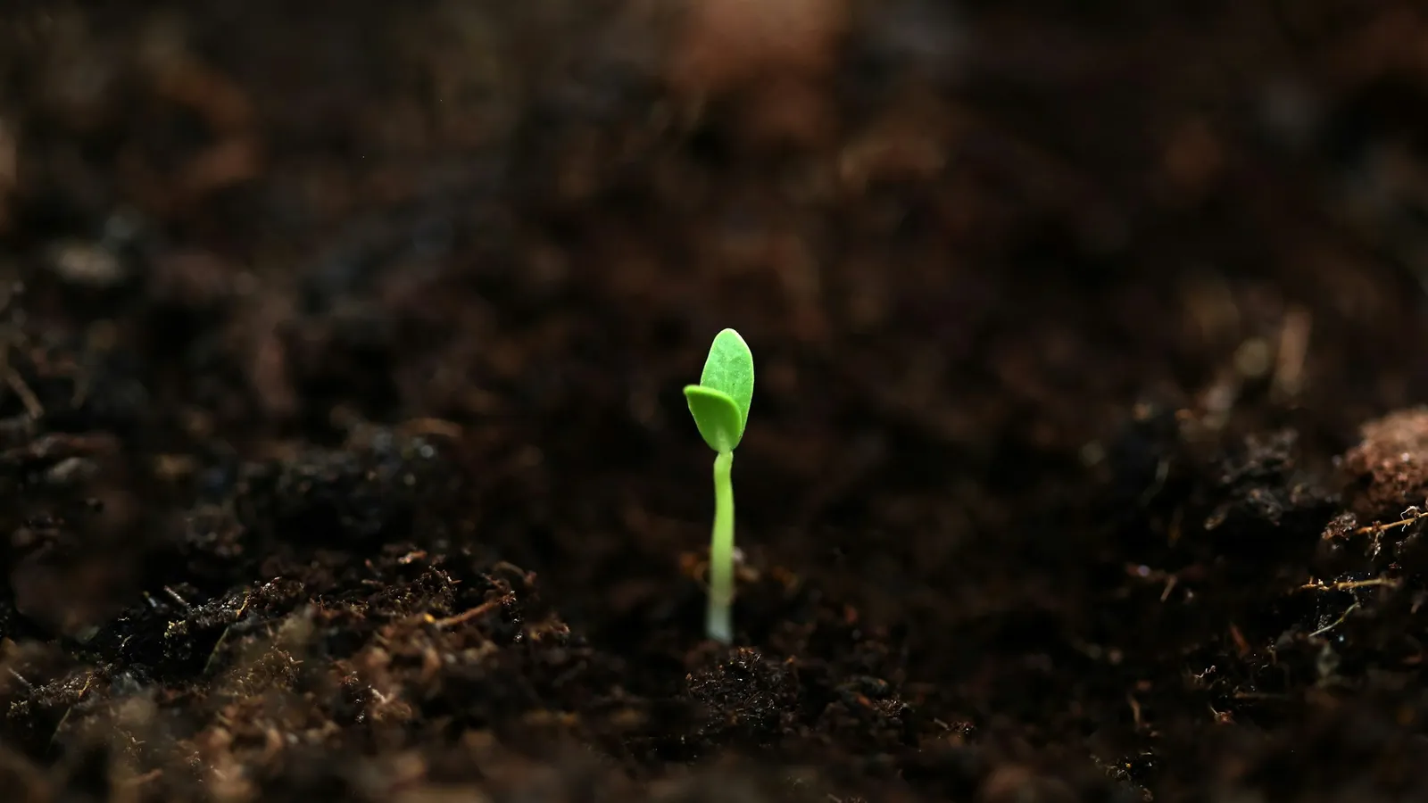 A tiny green seedling sprouting from dark soil