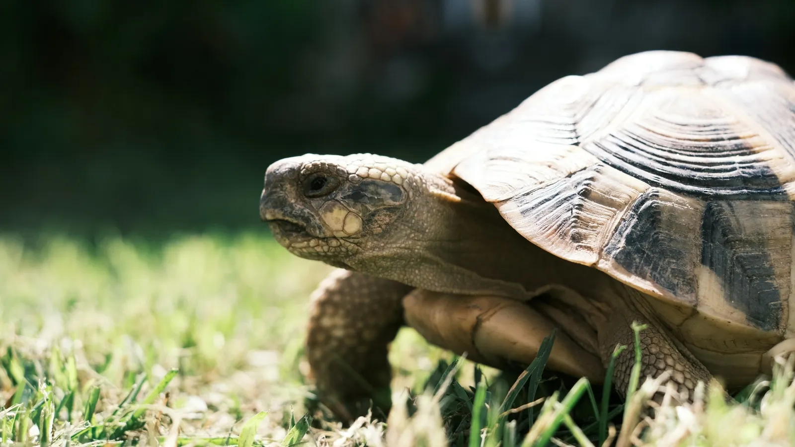 A tortoise walking across grass