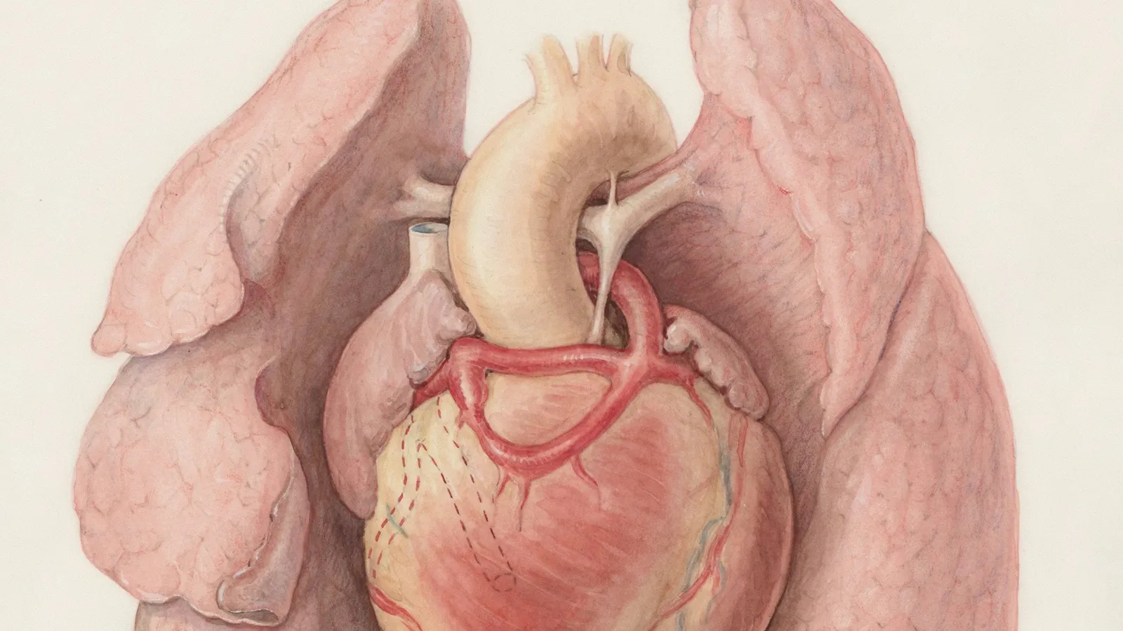 A vintage anatomical drawing of the human heart and lungs