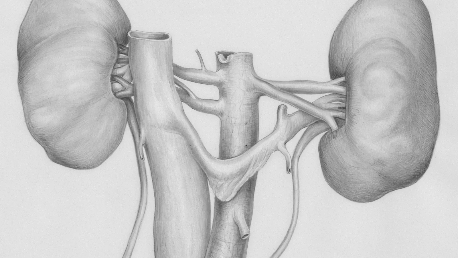 A vintage anatomical drawing of the kidneys and their blood vessels