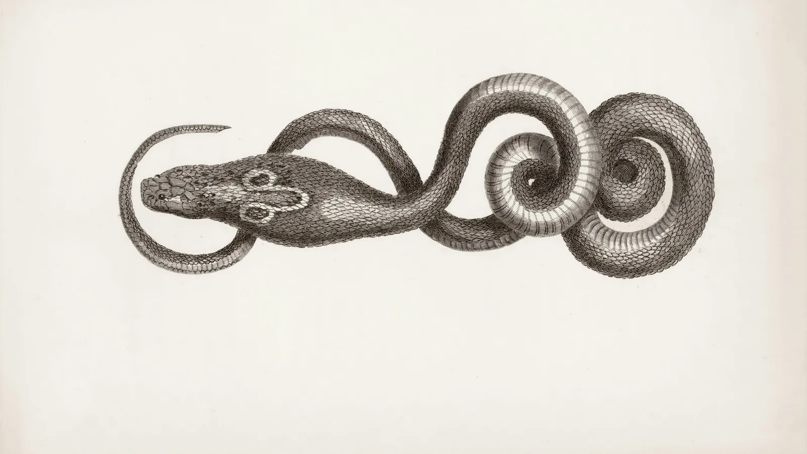 A vintage engraving of a coiled snake