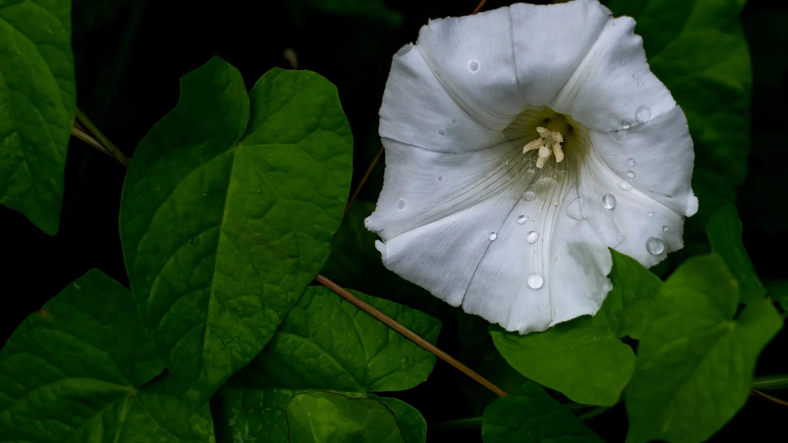 A white datura flower among green leaves