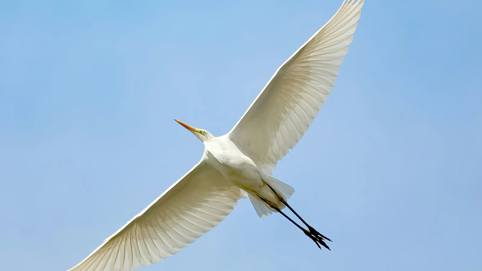 A white egret gliding with outstretched wings