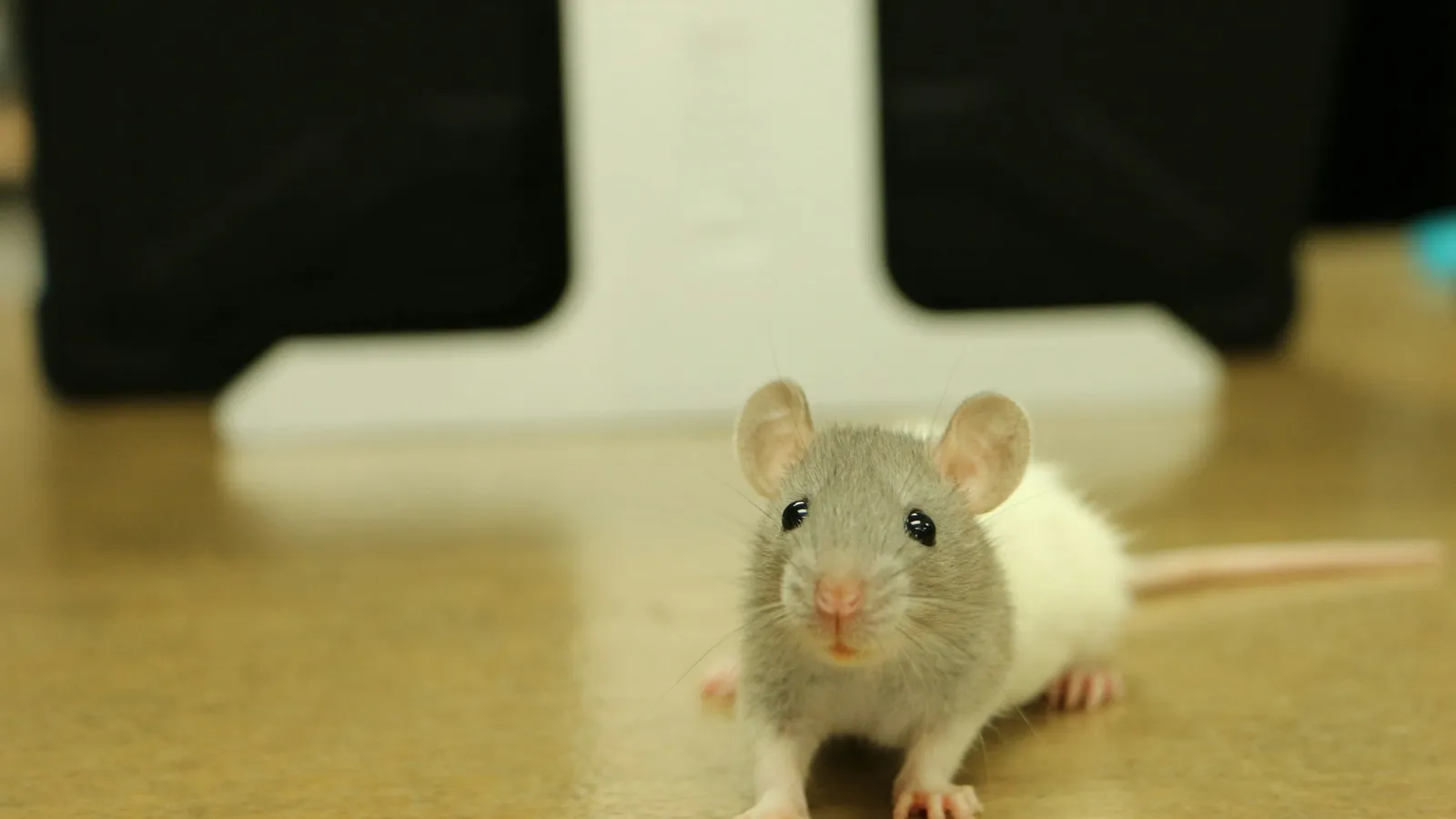 A white lab mouse on a table