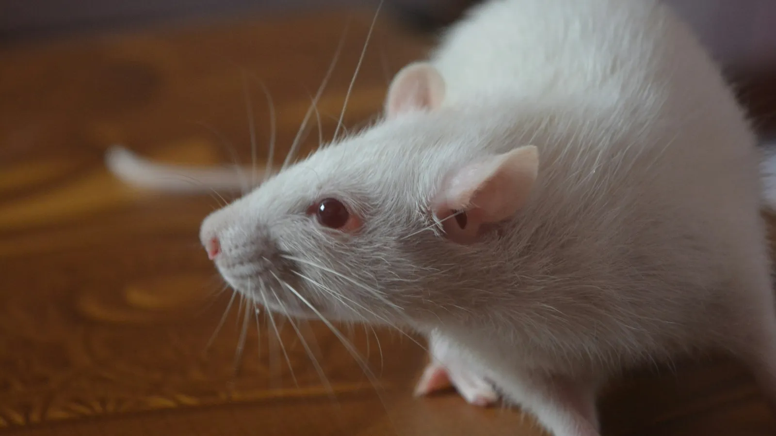 A white laboratory mouse on a wooden table