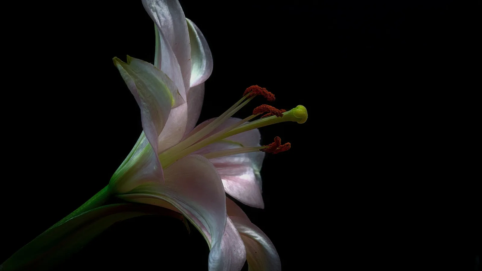 A white lily flower against black