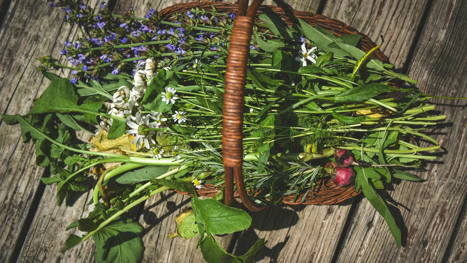 A wicker basket of freshly gathered medicinal herbs