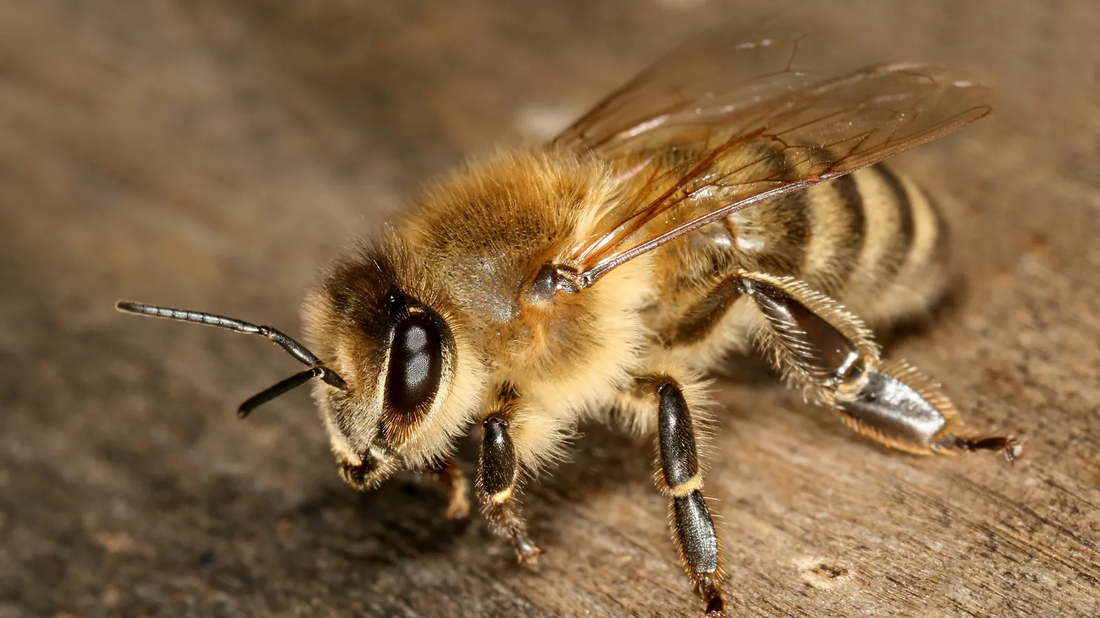 A worker honey bee standing at the entrance of its hive