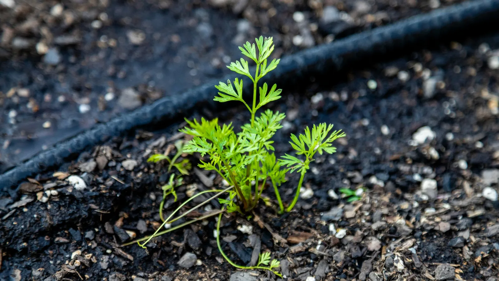 A young plant sprouting from dark soil
