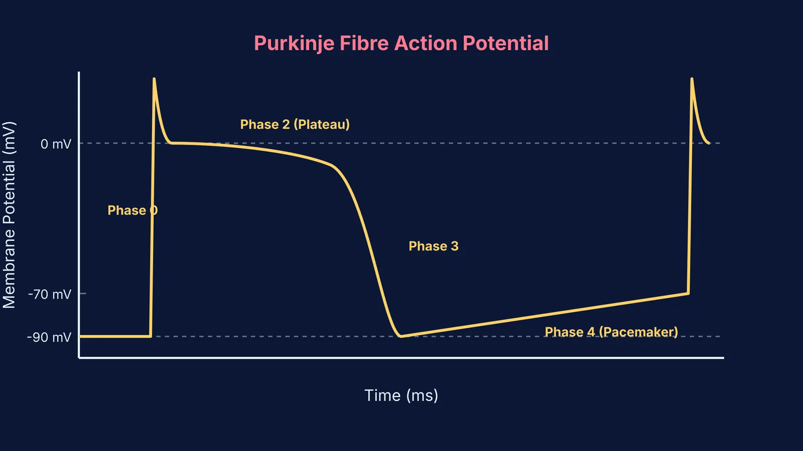 Action potential graph of a Purkinje fibre showing phases 0 through 4.