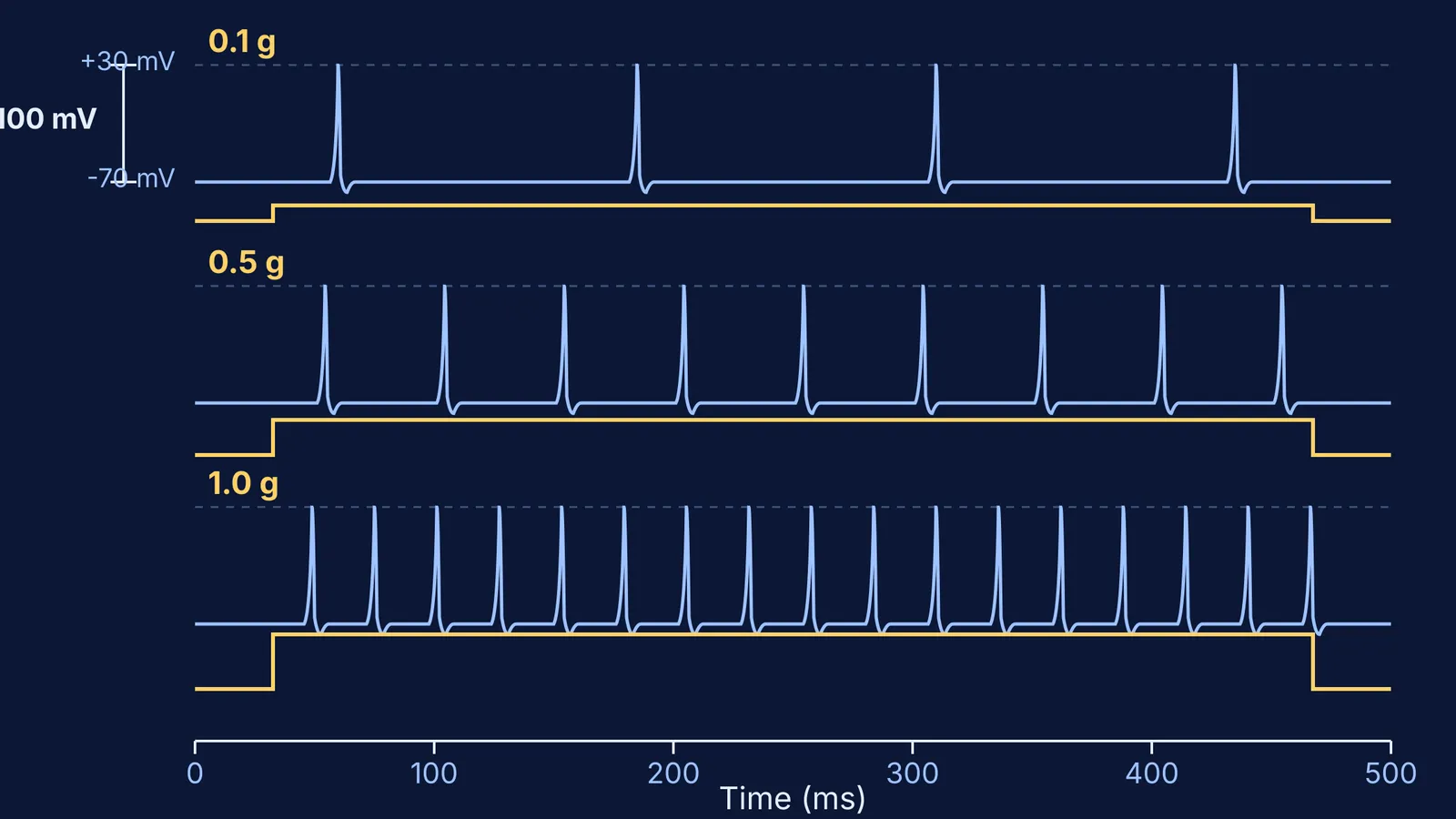 Action potential traces showing equal spike height with firing frequency increasing under stronger stimulus