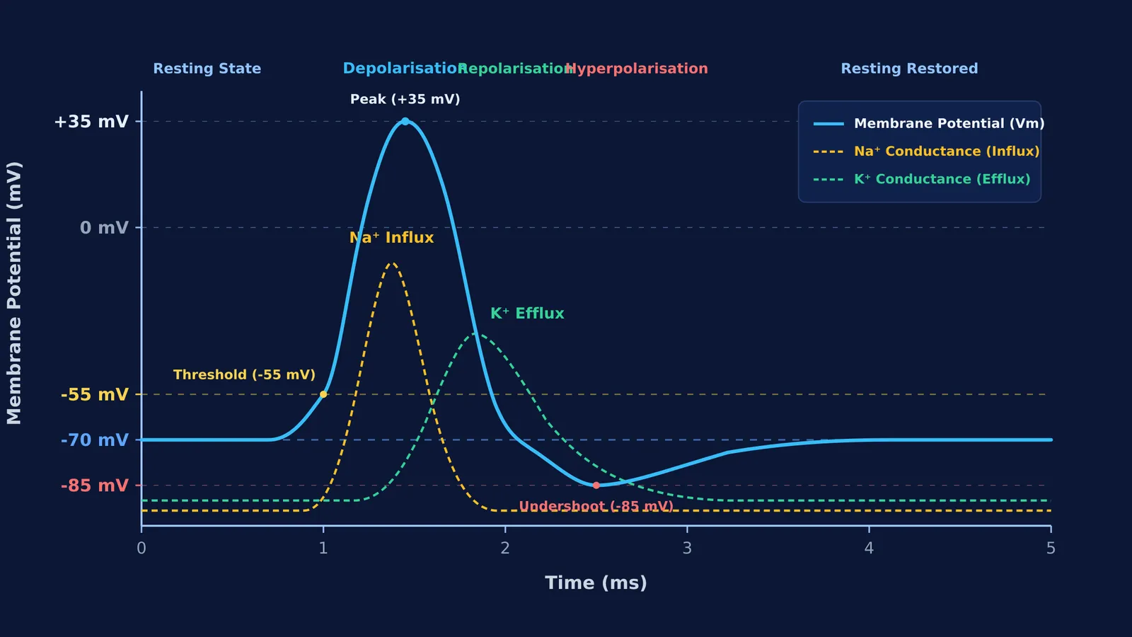 Action potential voltage curve showing rapid sodium influx and subsequent potassium efflux across time