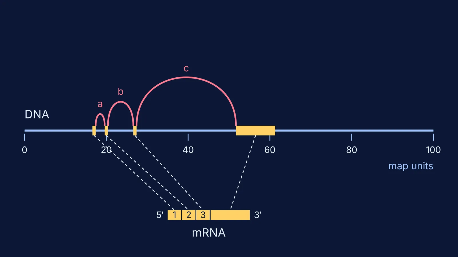 Adenovirus DNA map showing four exons joined into one hexon mRNA