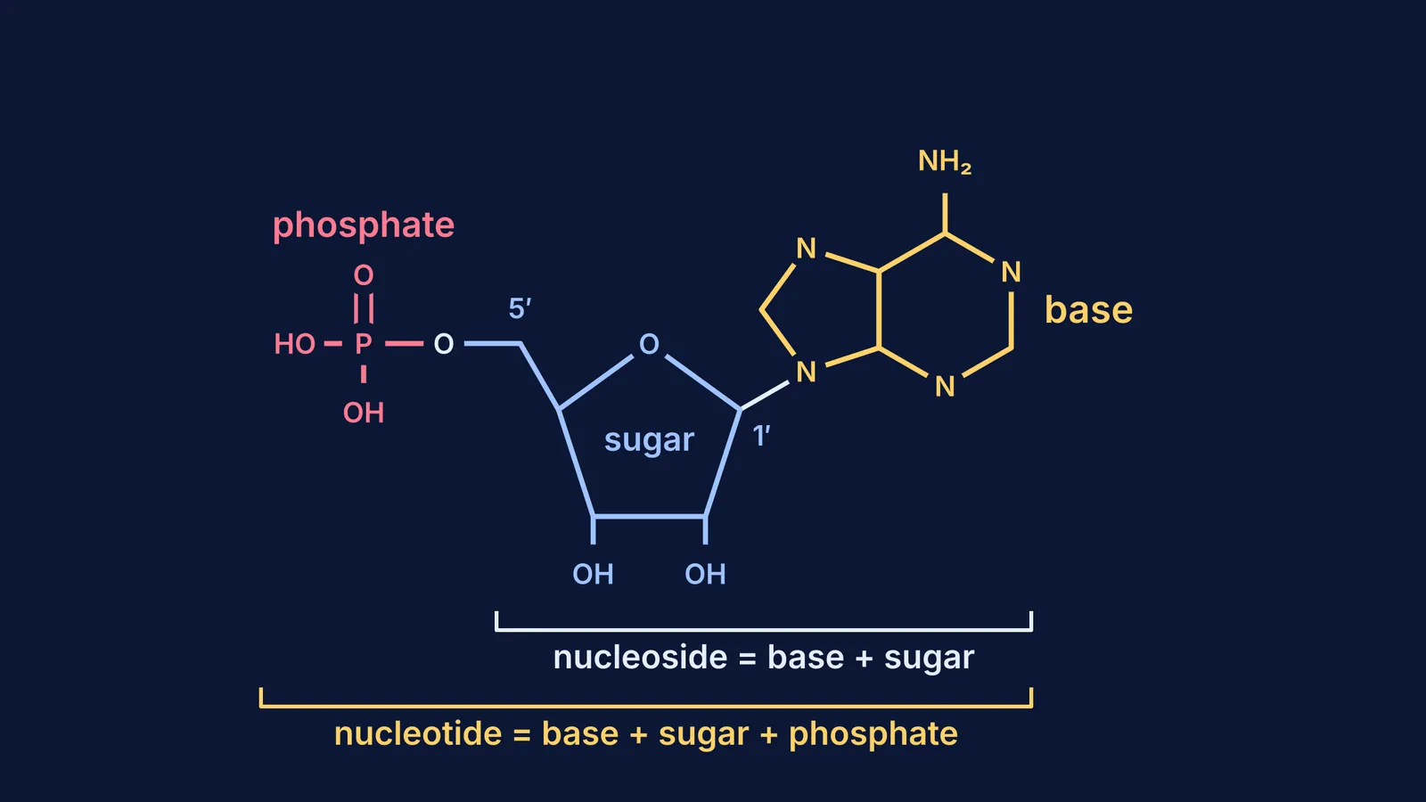 Adenylic acid drawn as adenine, ribose and phosphate, bracketed as nucleoside and nucleotide