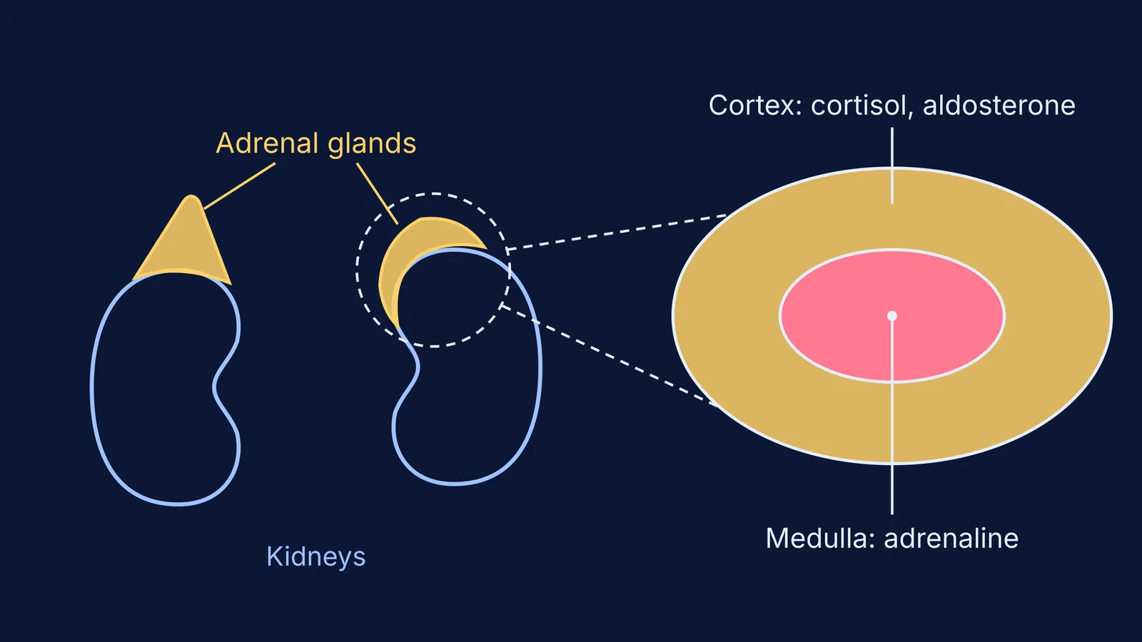 Adrenal glands on top of kidneys, with a cut section showing cortex and medulla