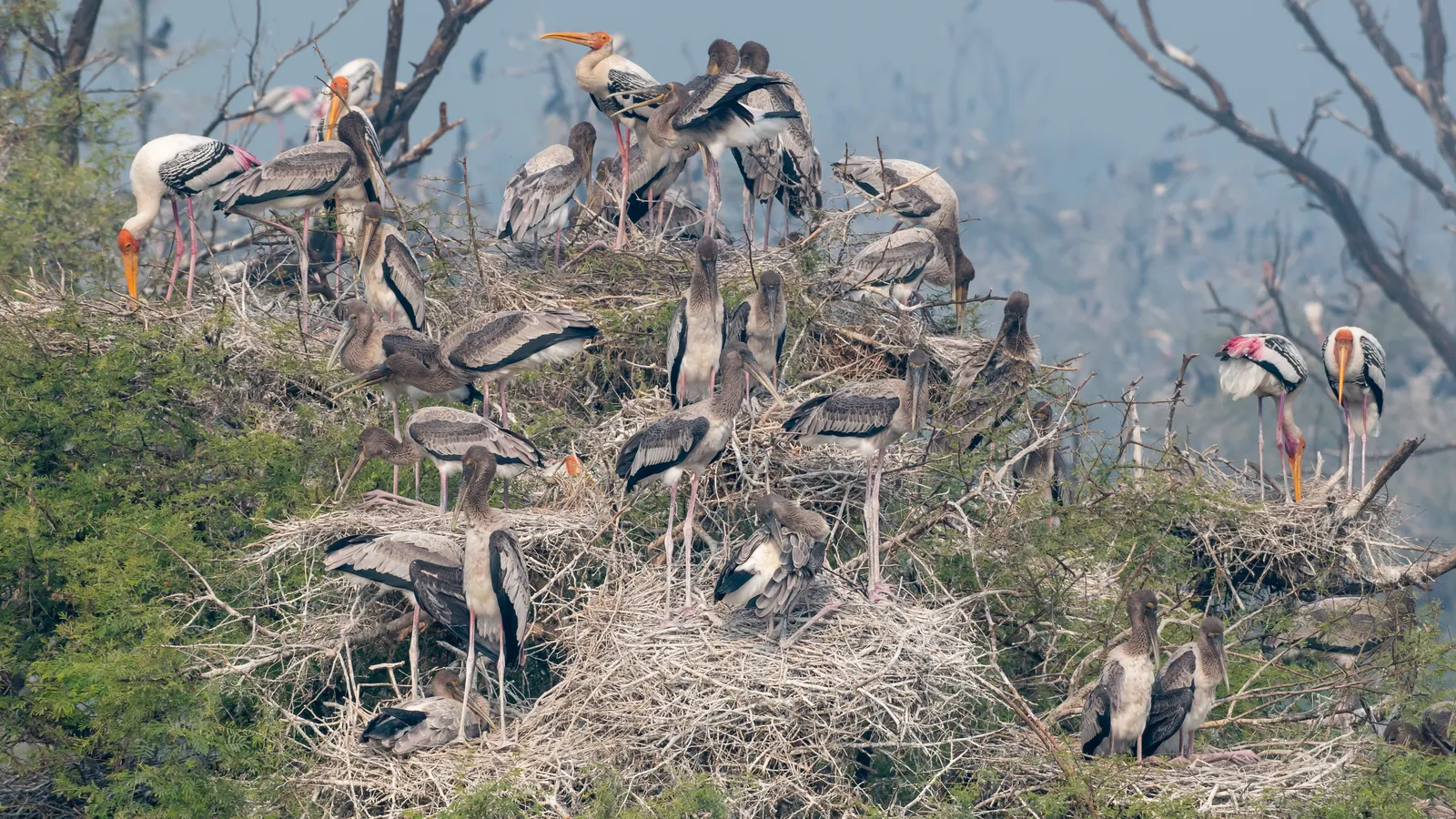 Adult and young painted storks on stick nests at Keoladeo National Park
