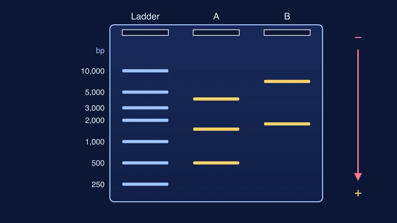 Agarose gel with a DNA ladder and two sample lanes, smaller fragments lower