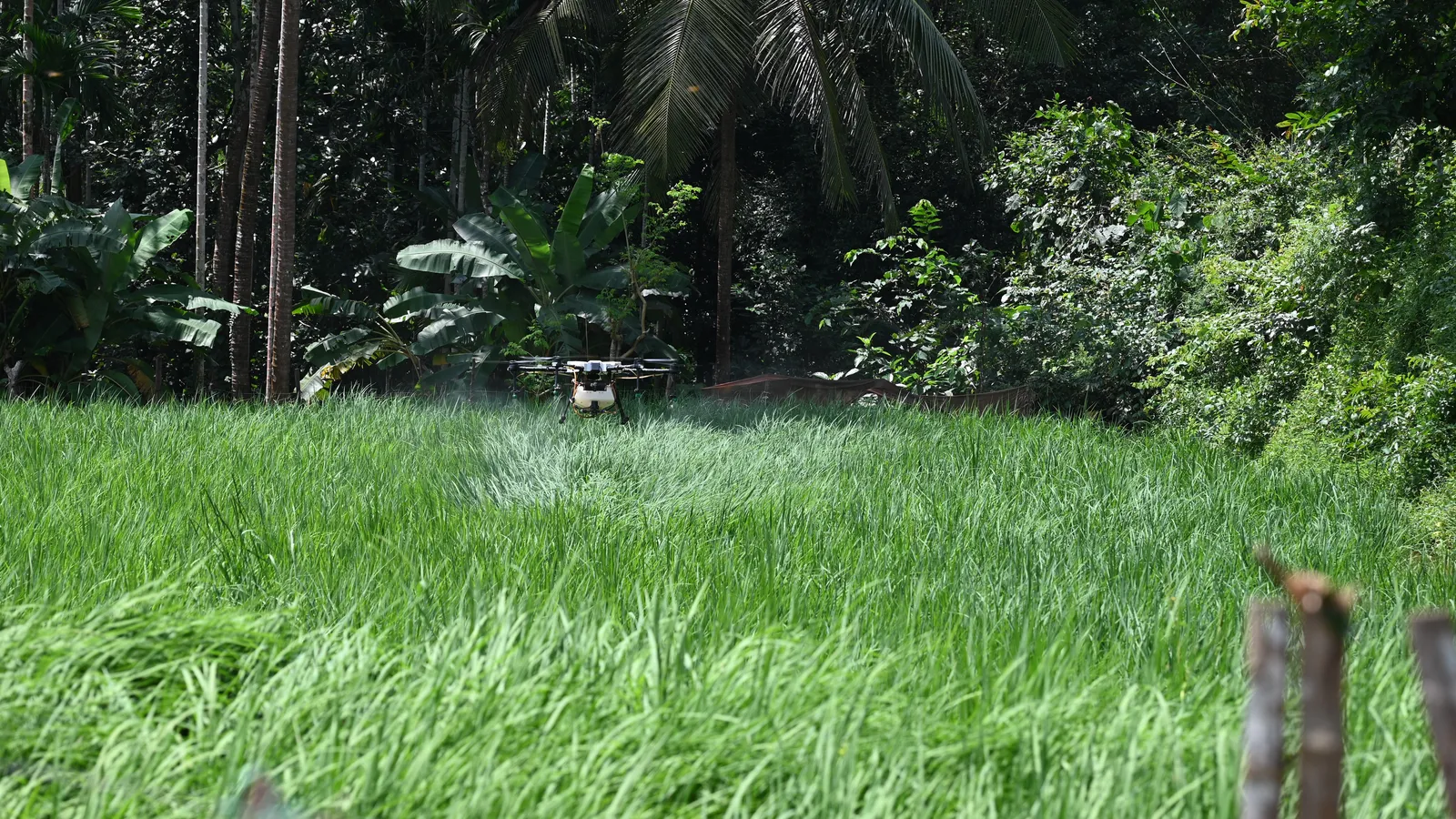 Agricultural drone spraying low over a green paddy field beside coconut palms