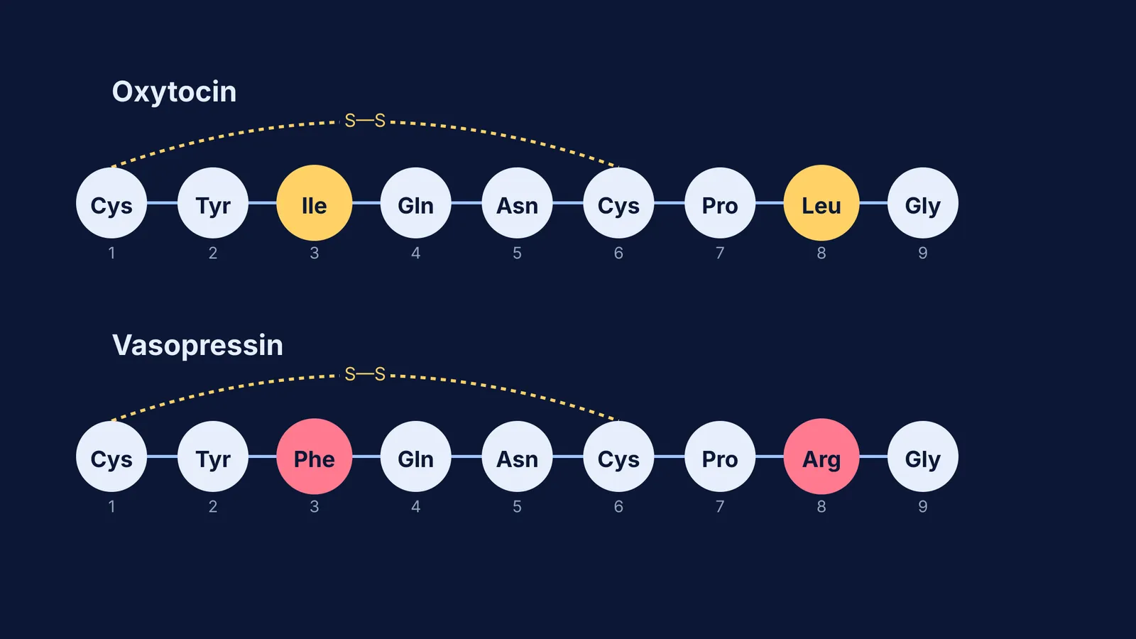 Amino acid sequences of oxytocin and vasopressin