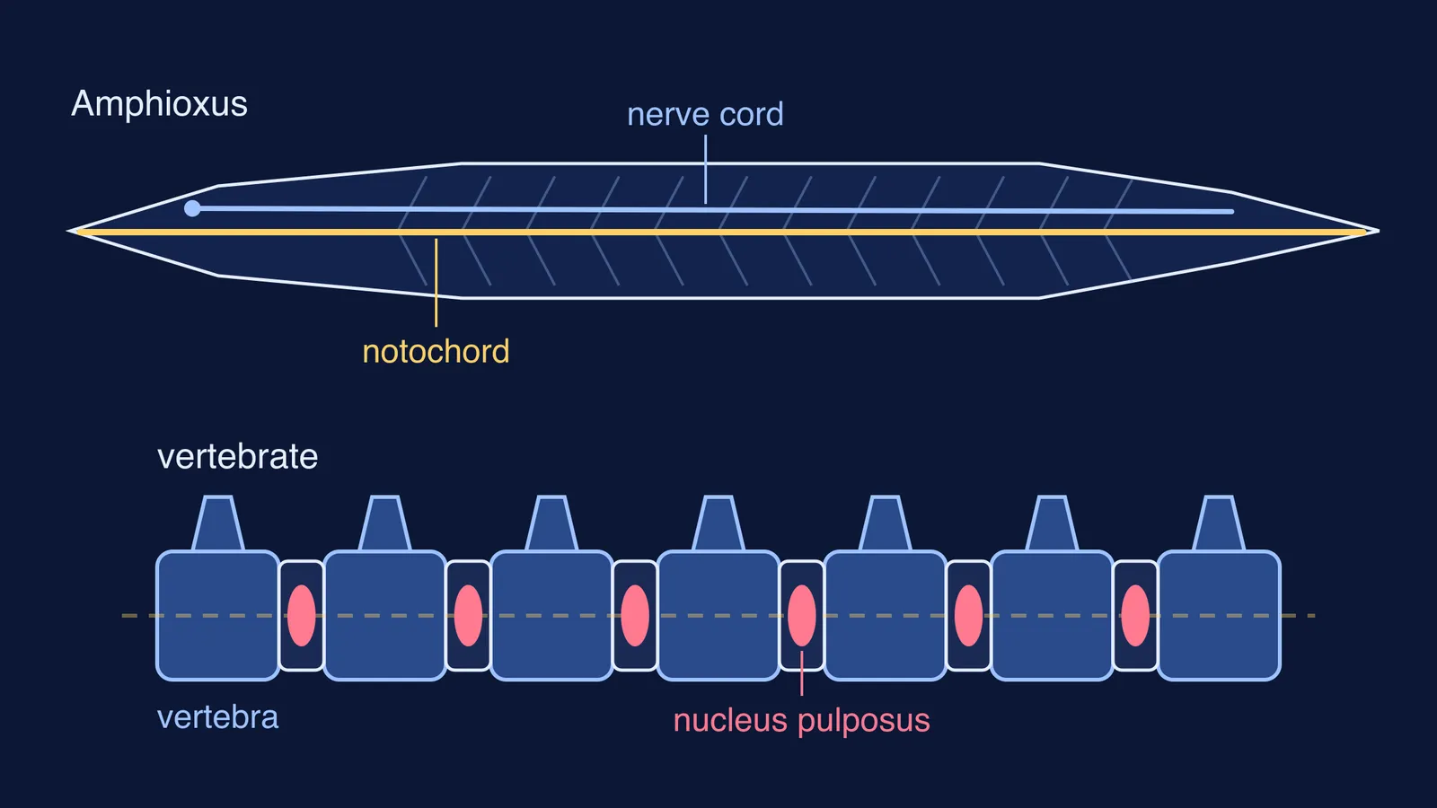 Amphioxus notochord running full length beside a vertebrate spine with disc cores