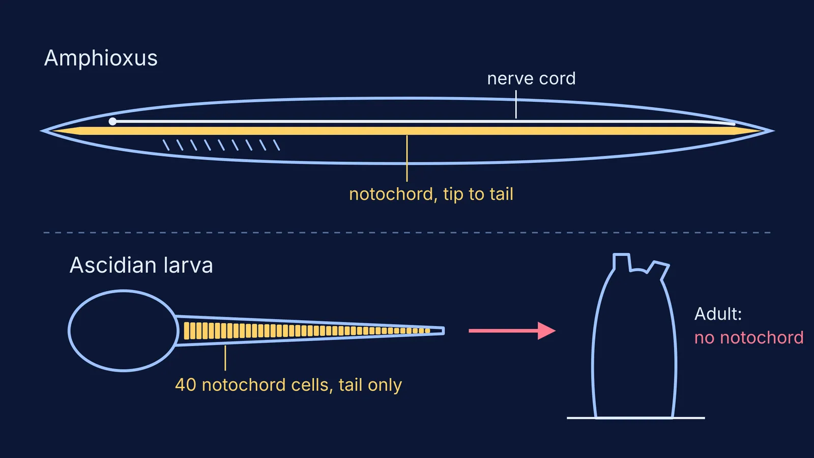 Amphioxus notochord running tip to tail above a sea squirt larva's tail-only notochord