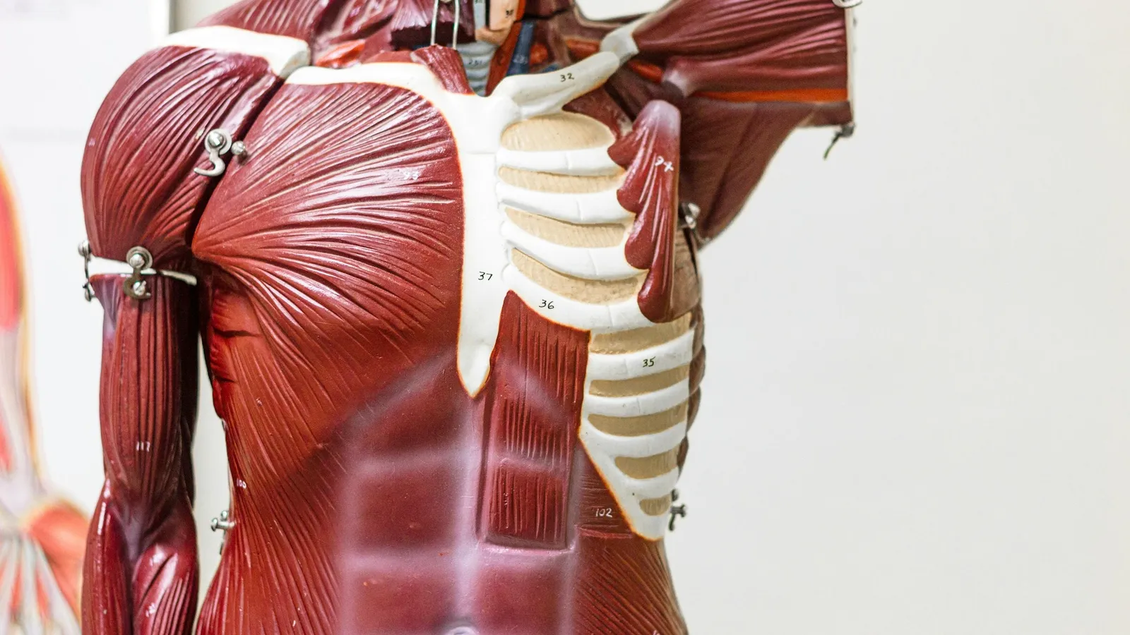 An anatomical model of the human torso
