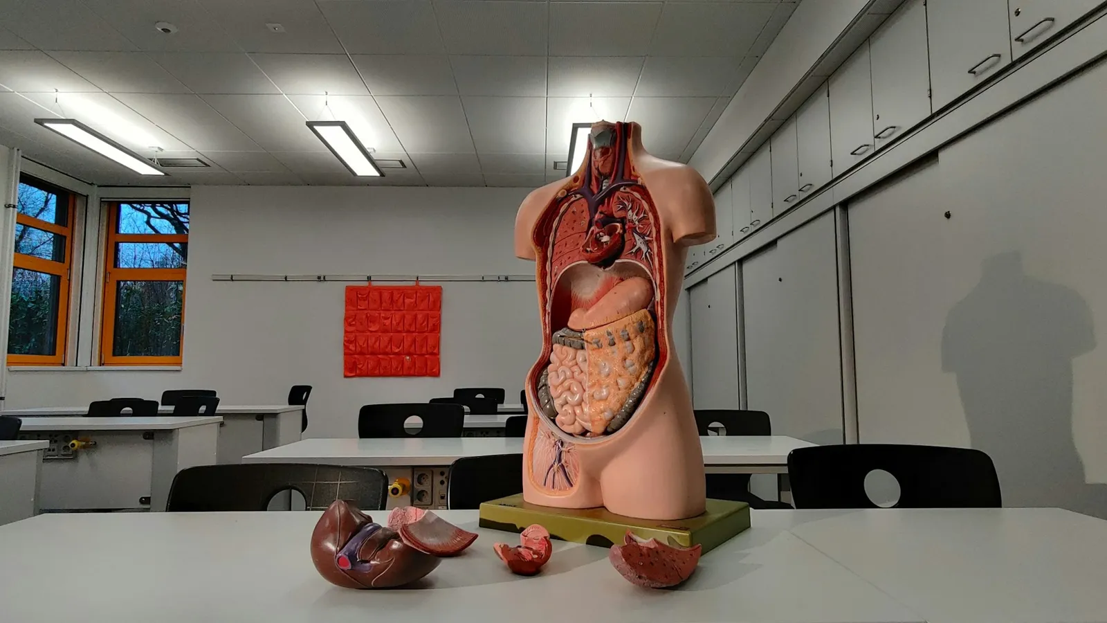An anatomical model of the human torso in a classroom
