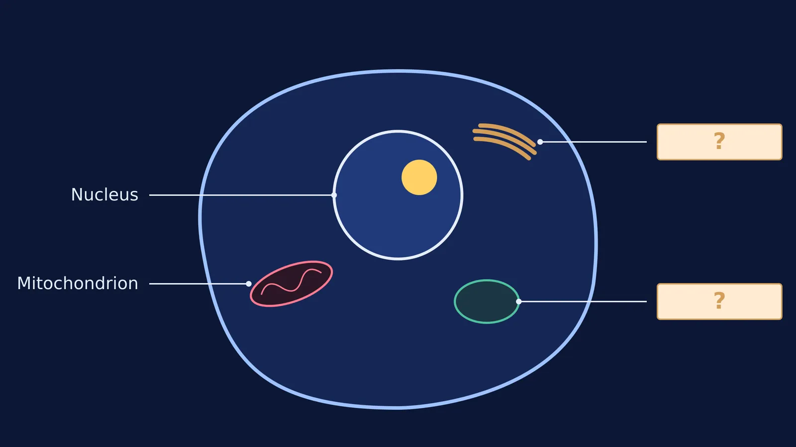 An animal cell diagram with sticky notes covering labels